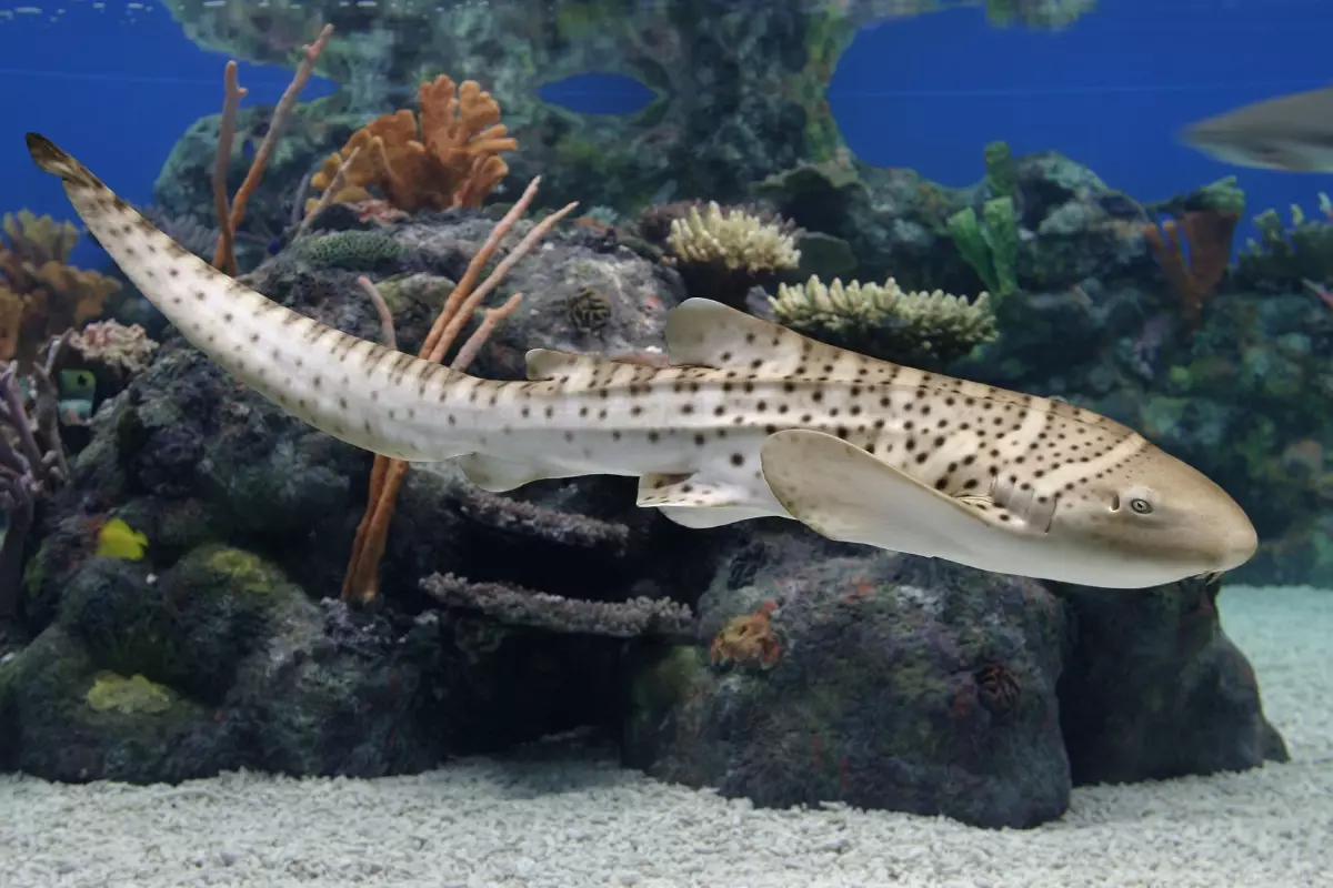Monterey Bay Aquarium