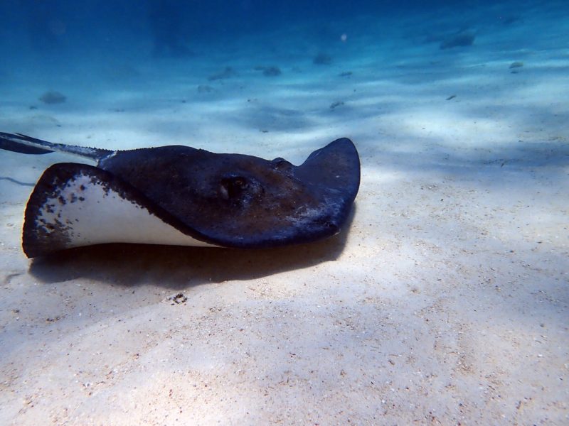 grand cayman