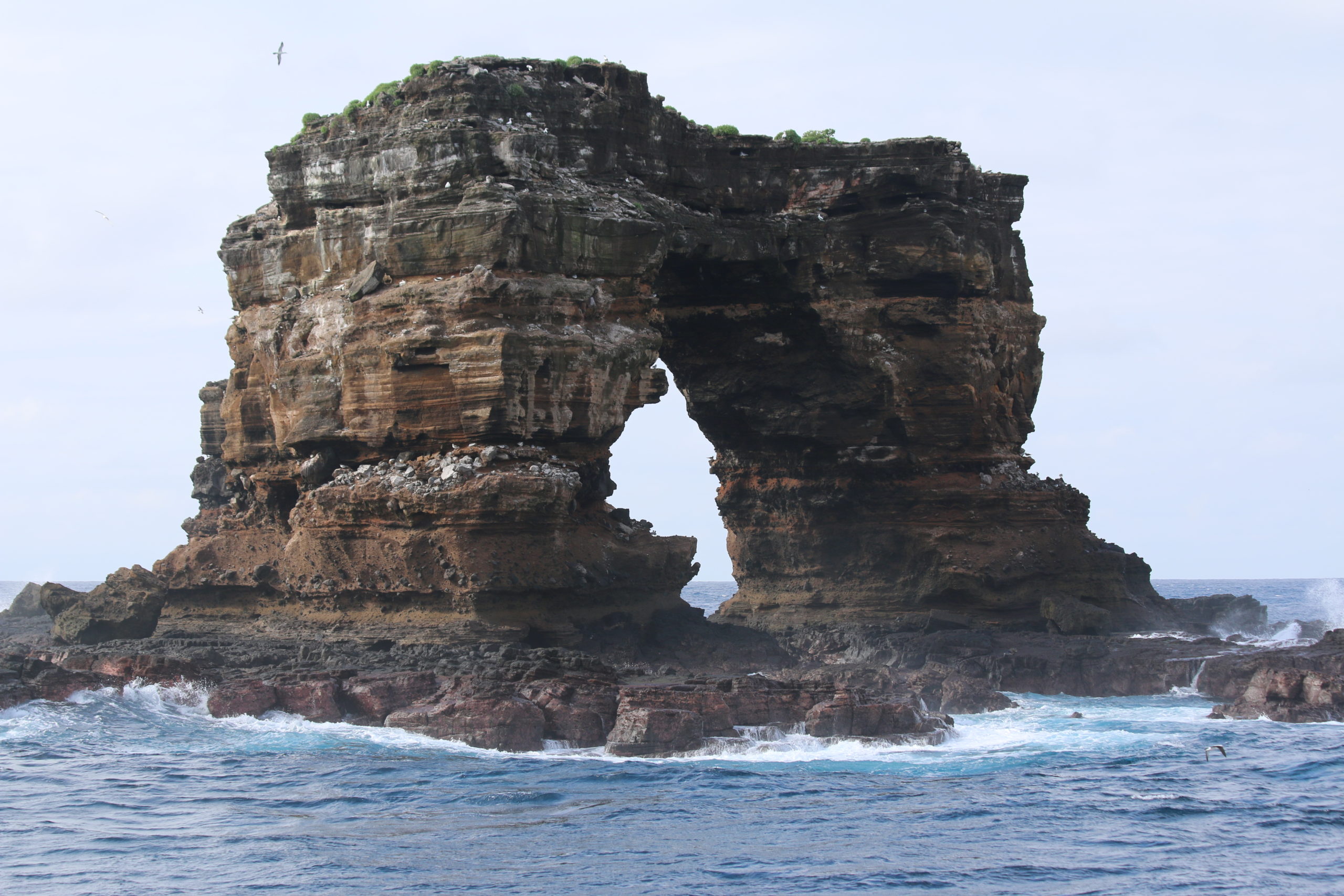 galapagos
