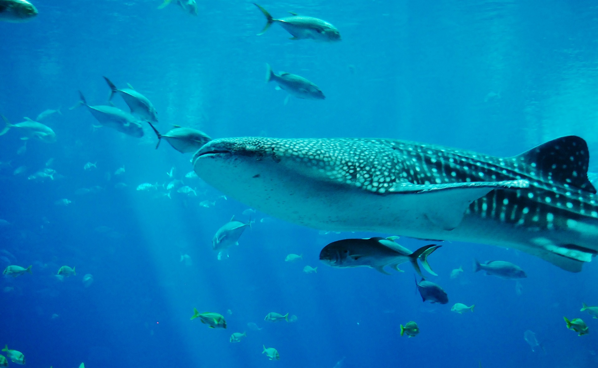 Whale shark