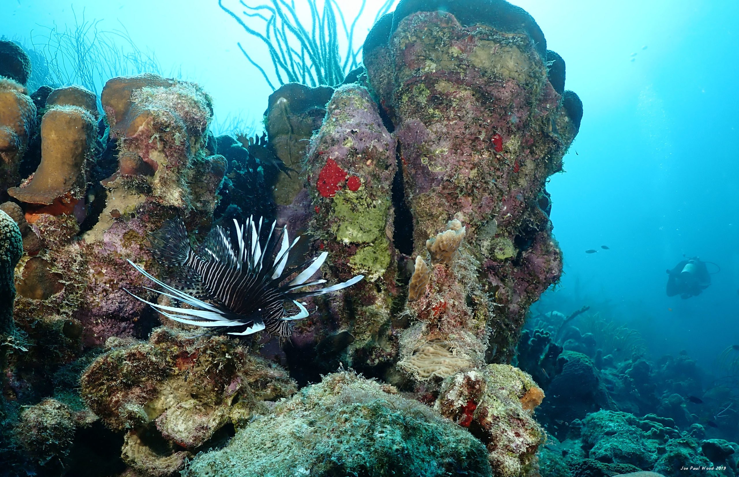 bonaire