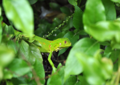 bonaire