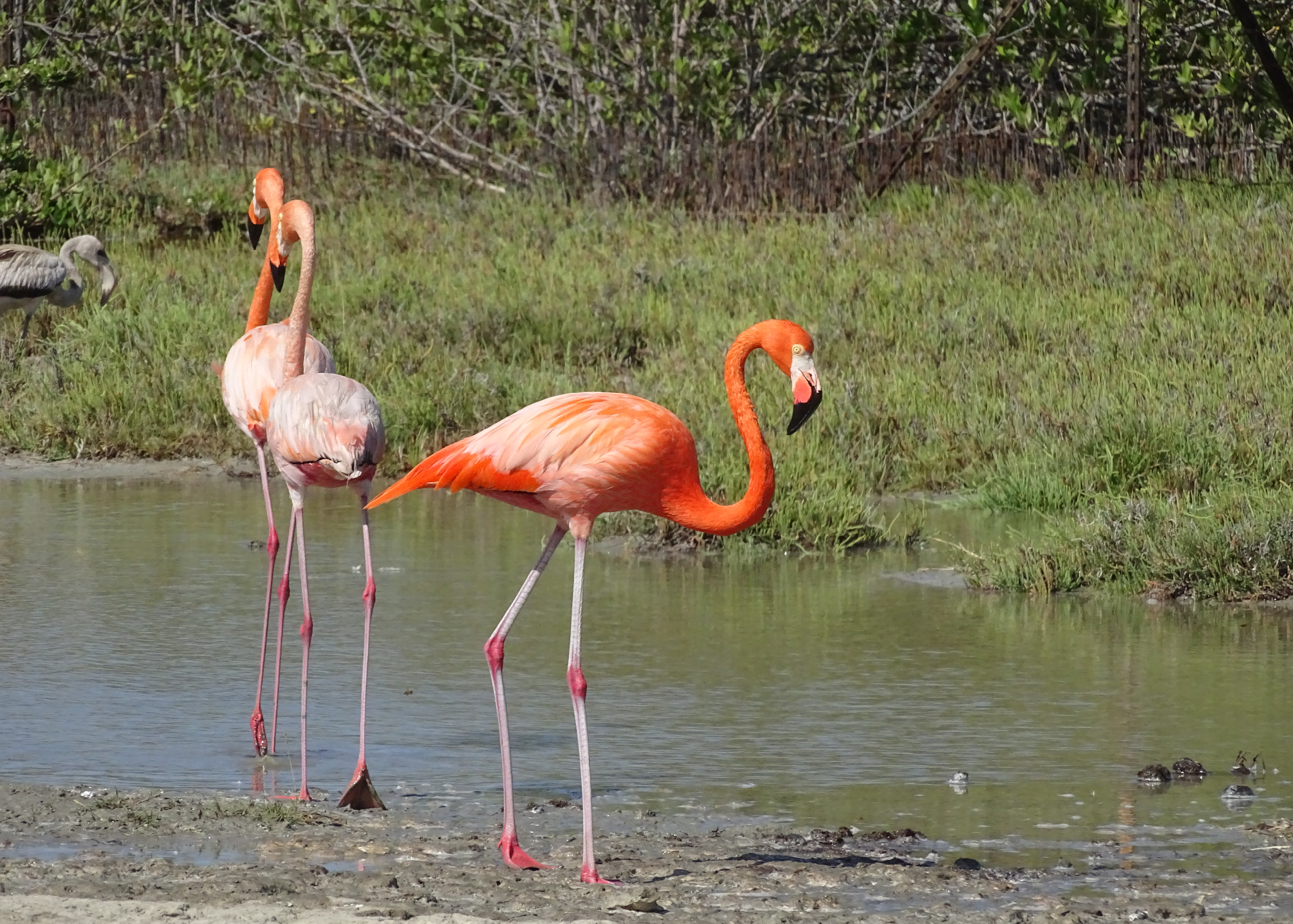 bonaire