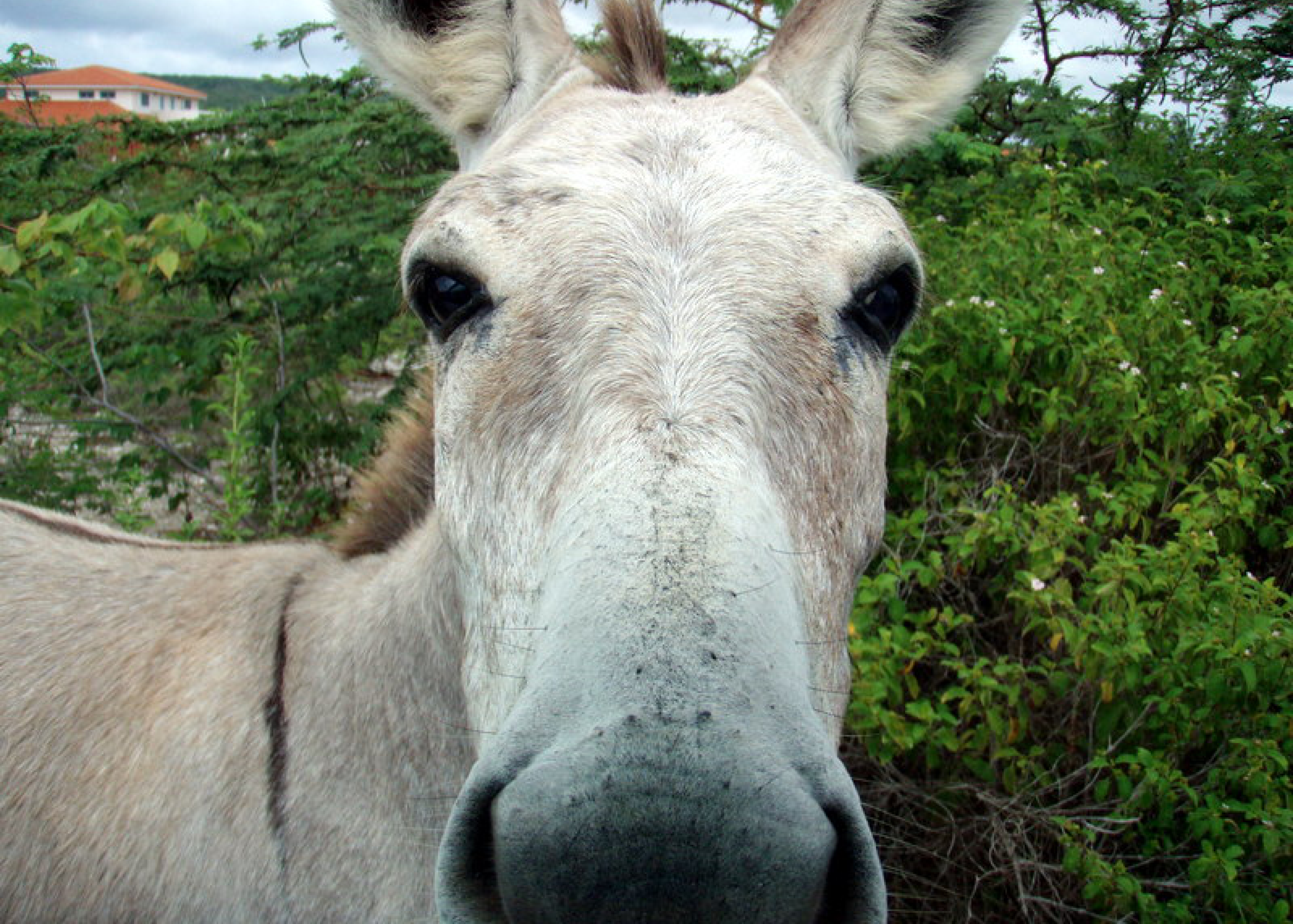 bonaire