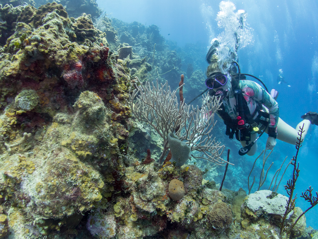 Roatán Scuba Diving Trips | Diventures