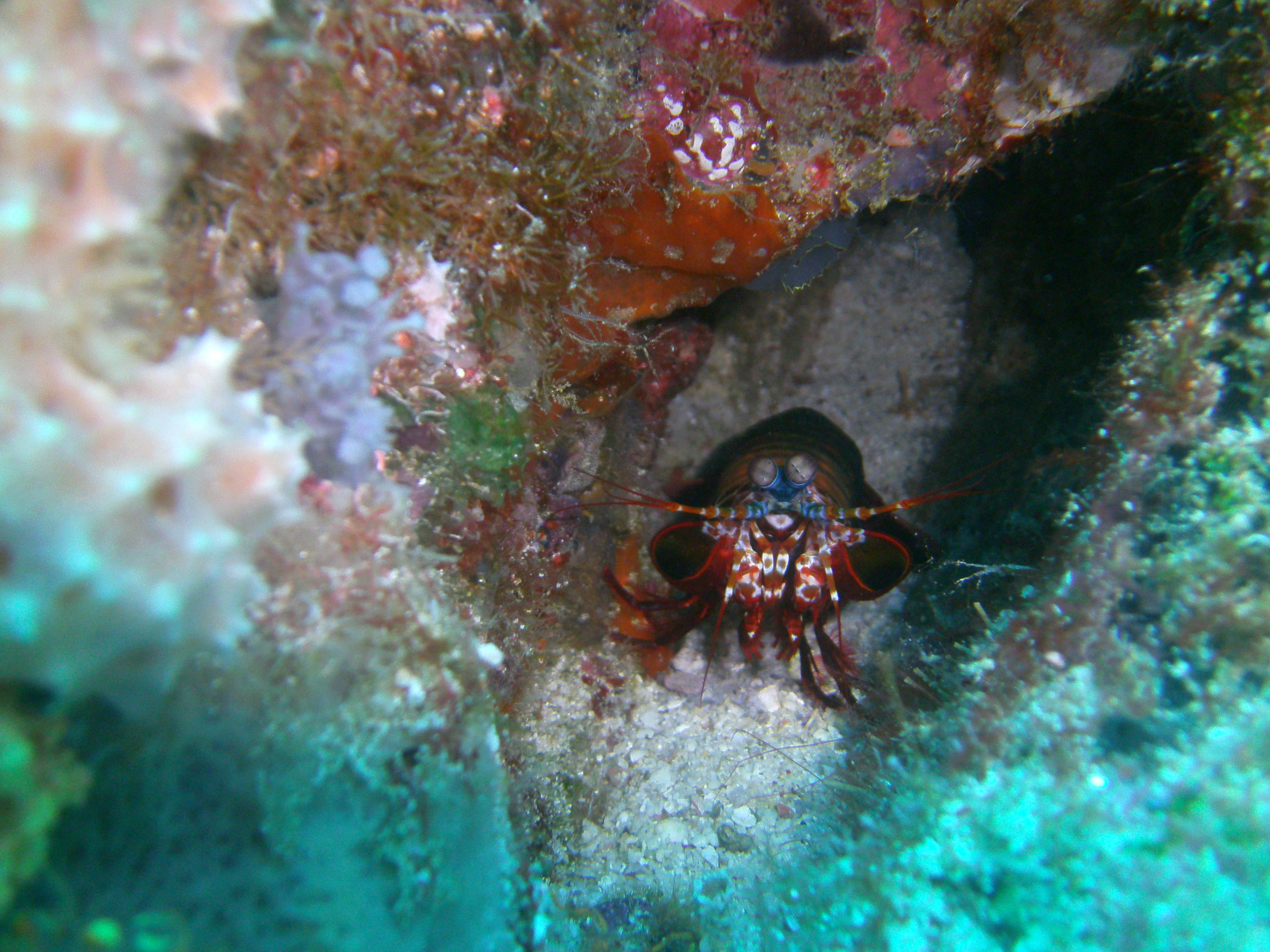 top dive destinations