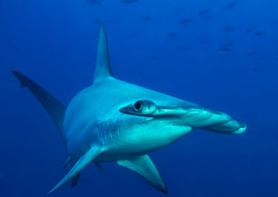 Hammerhead