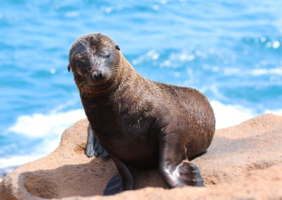 Galapagos