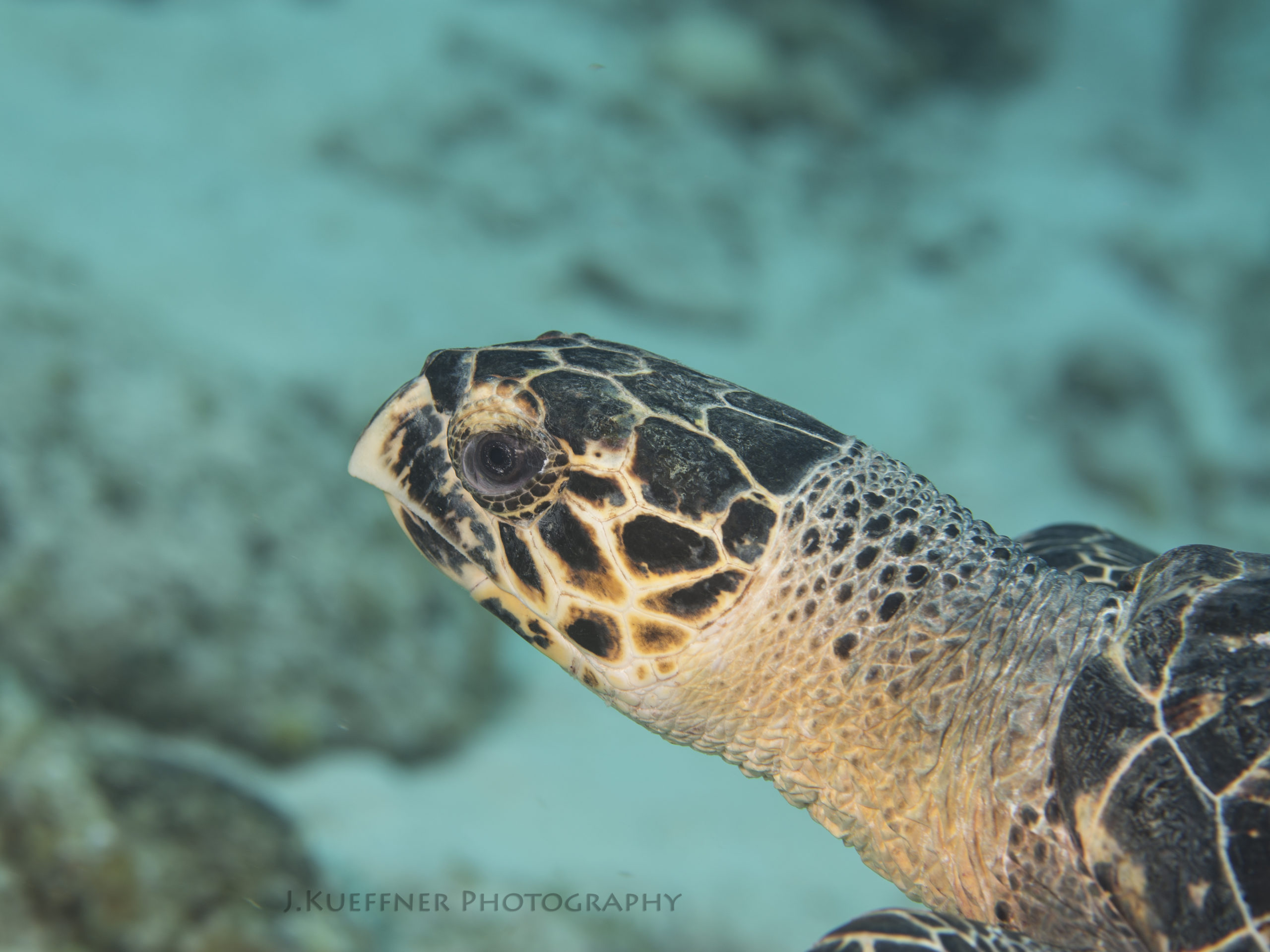 Cozumel-Photo-Credit003a-Martin-Hannaford-Modify-4-scaled Grand Cayman