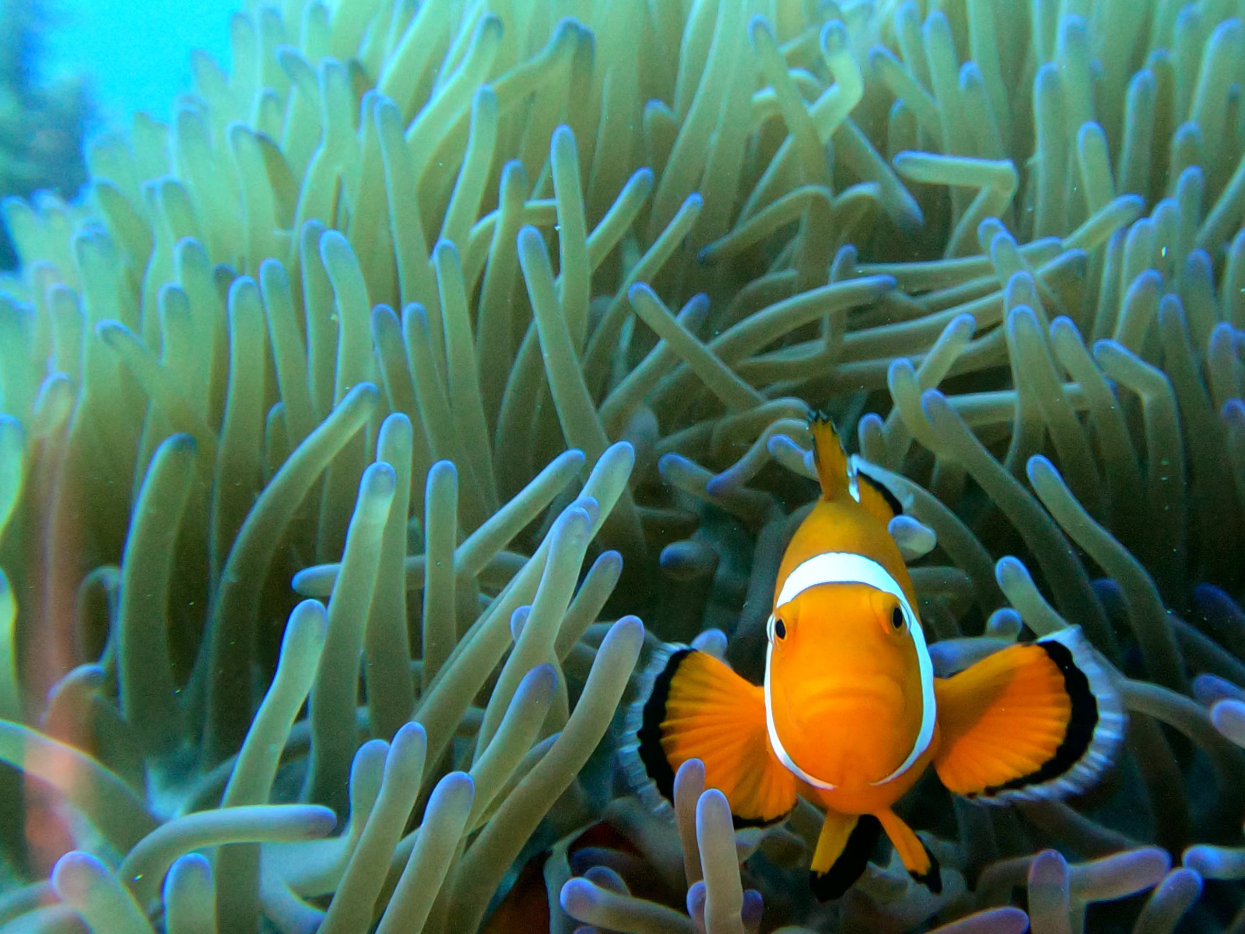 scuba diving trips in philippines