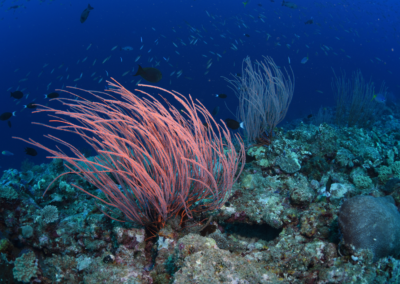 solomon islands