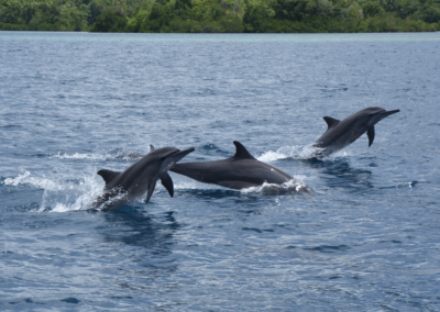 solomon islands