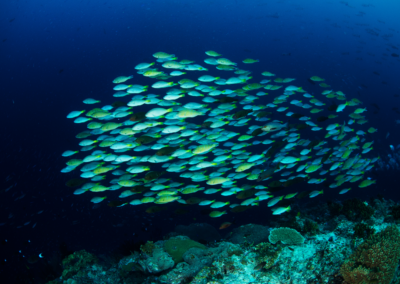 solomon islands