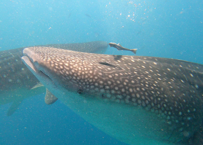 whale sharks