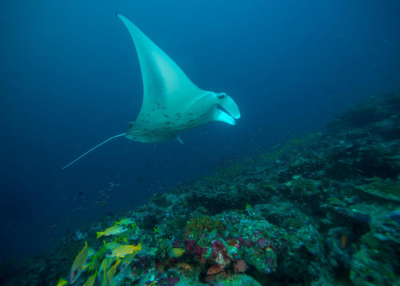 maldives