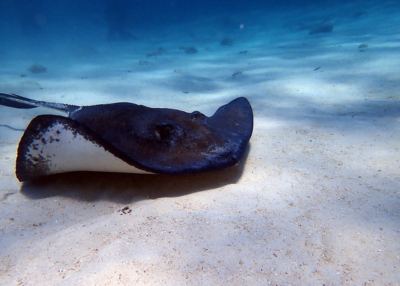 Place holder Photo (400x286) Grand Cayman