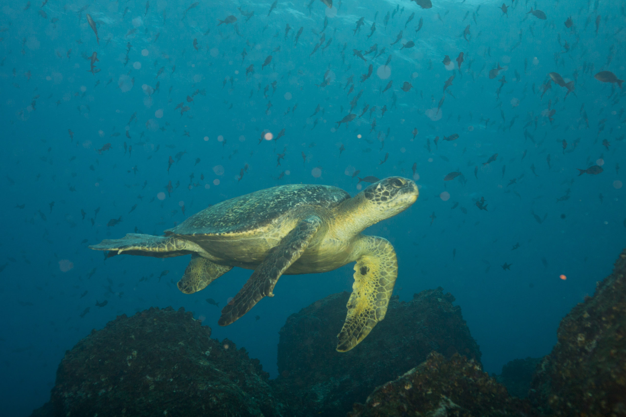 Galapagos