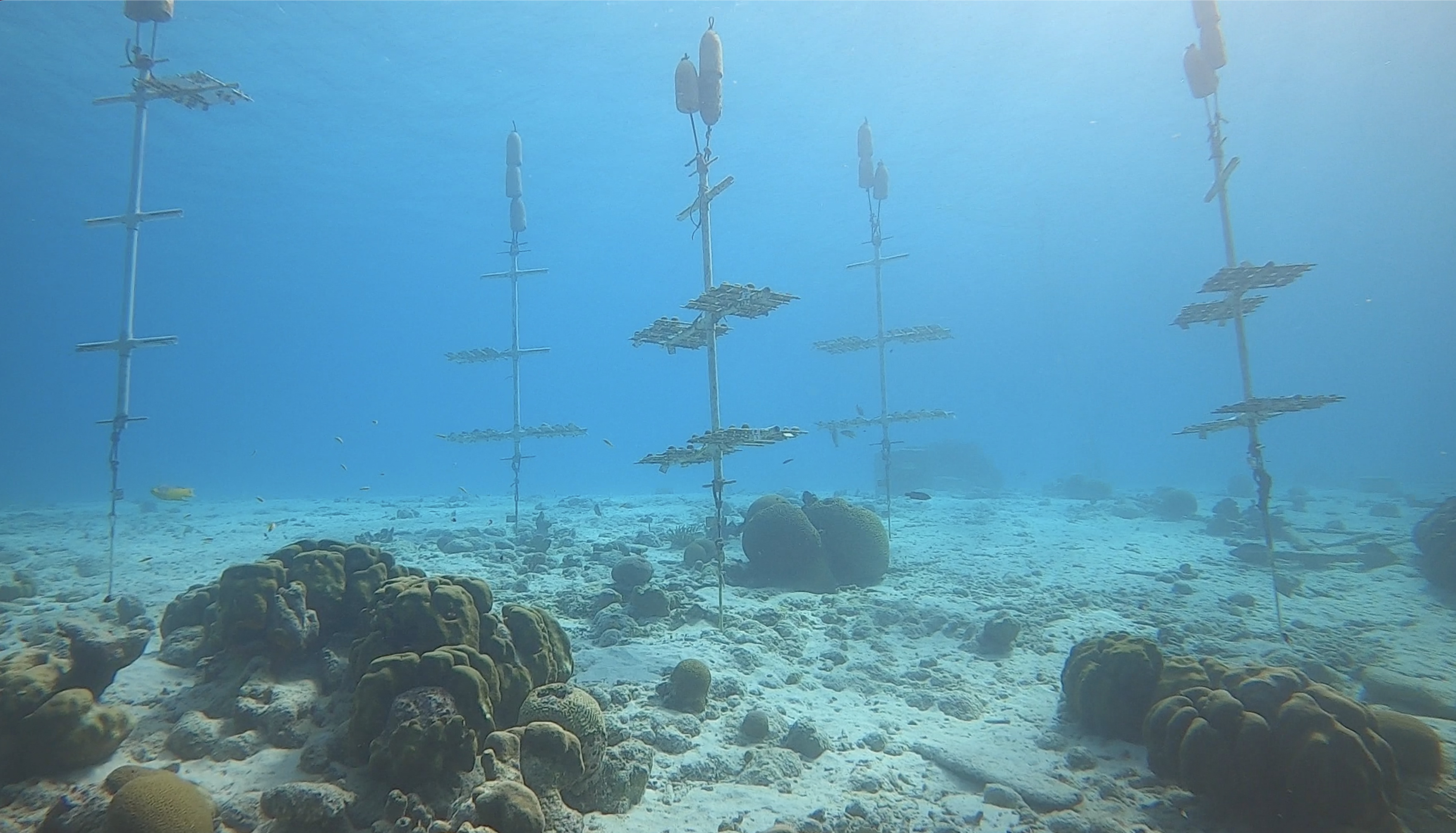 bonaire