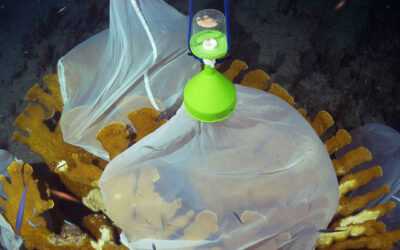 Preserving Reefs for Future Generations: Celebrating SECORE on World Reef Awareness Day