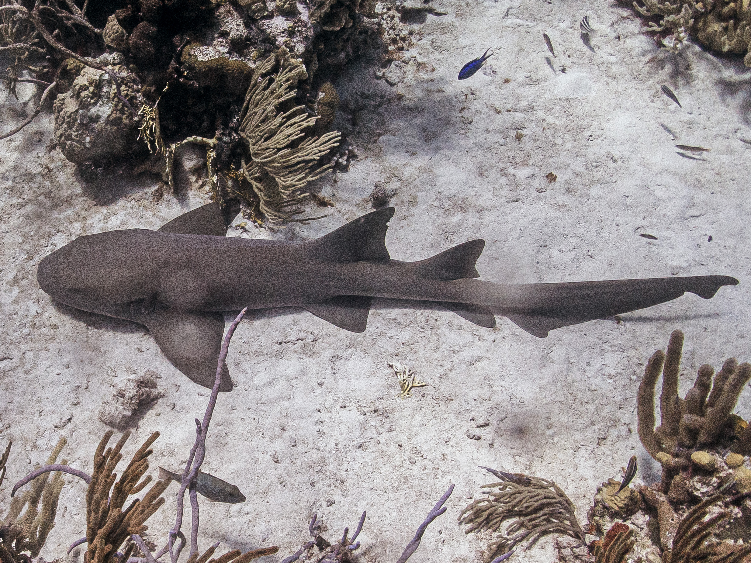 shark diving