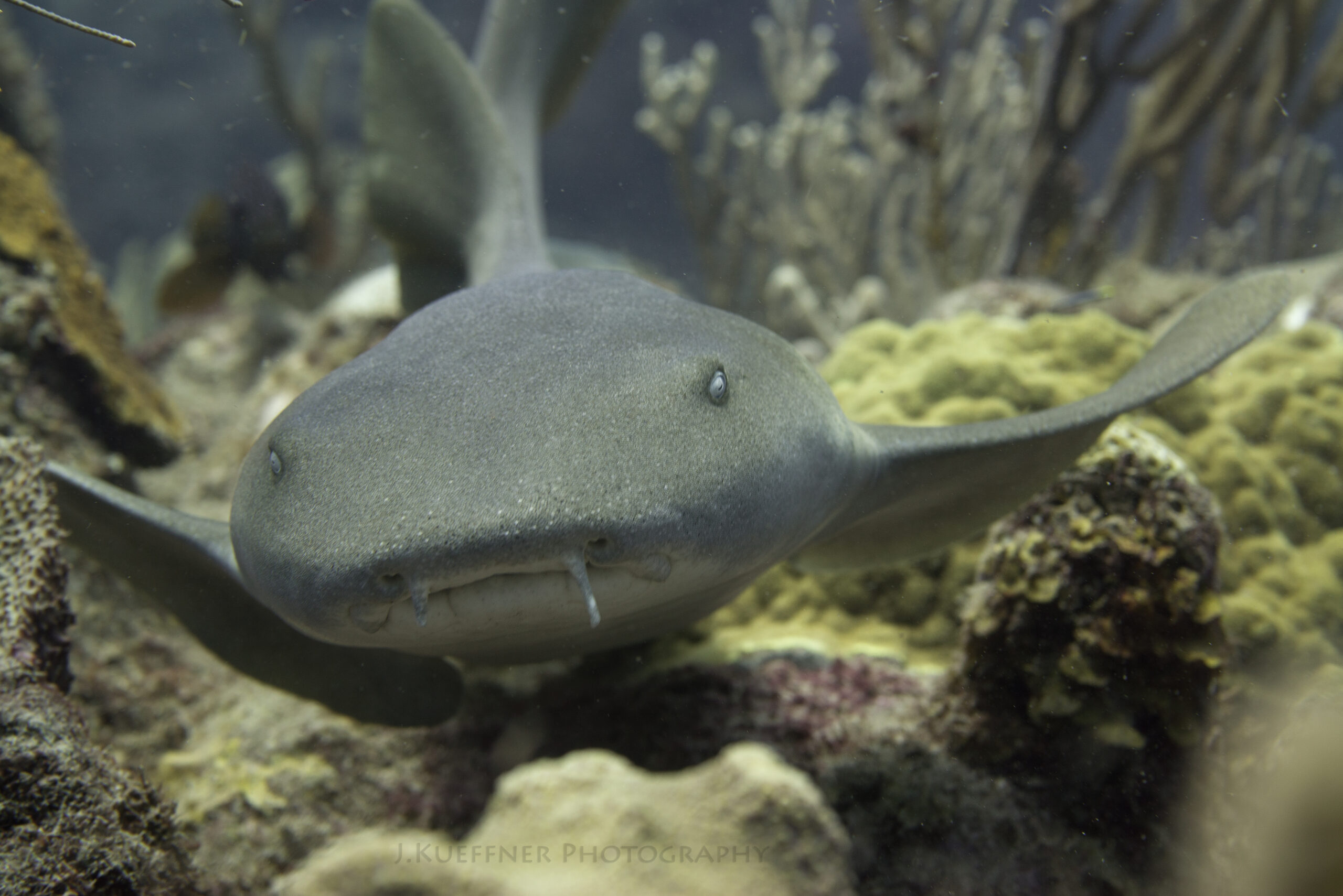 shark diving