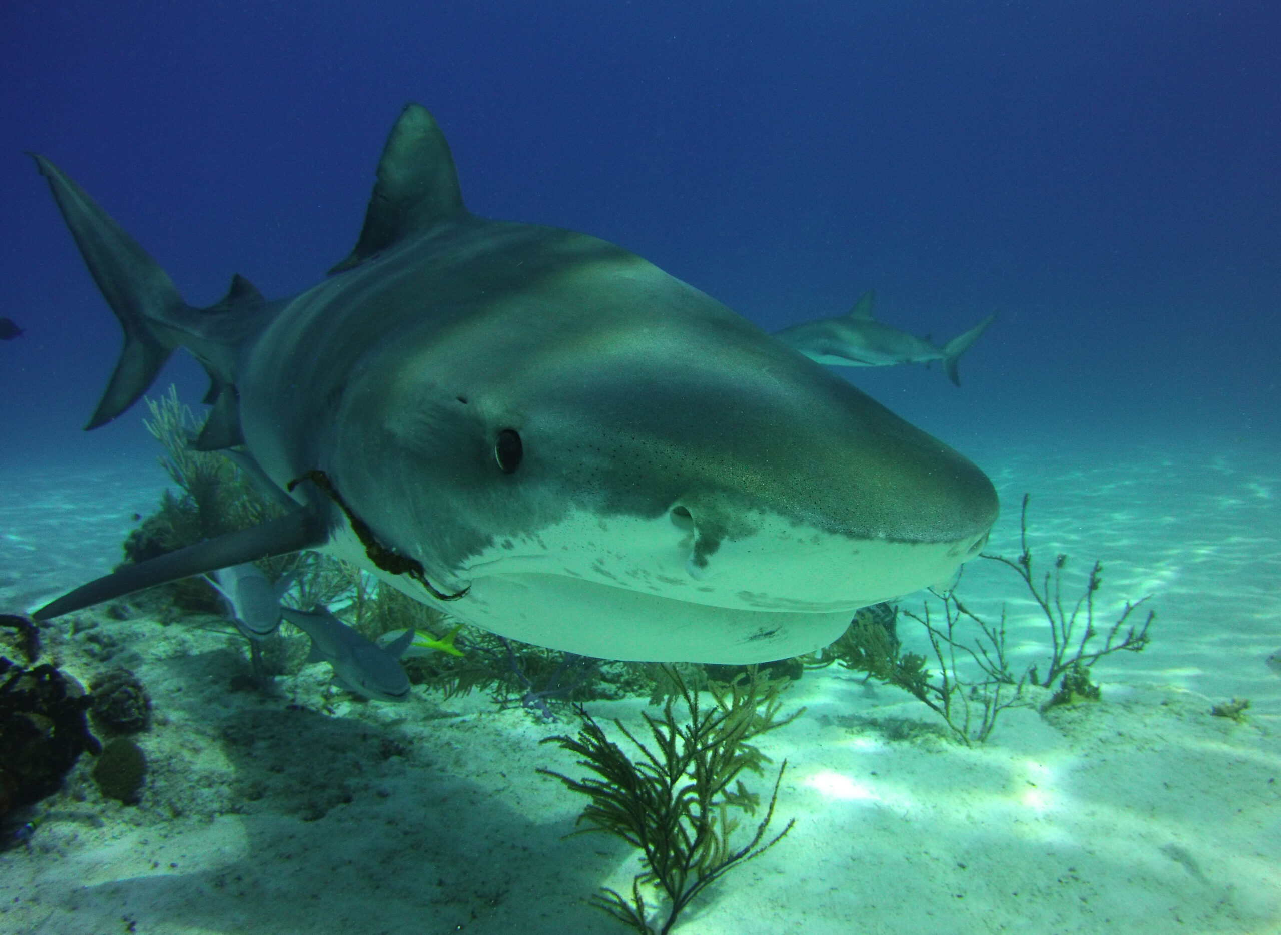 shark diving