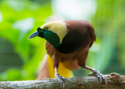 papua new guinea