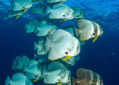 coral reef school of fish