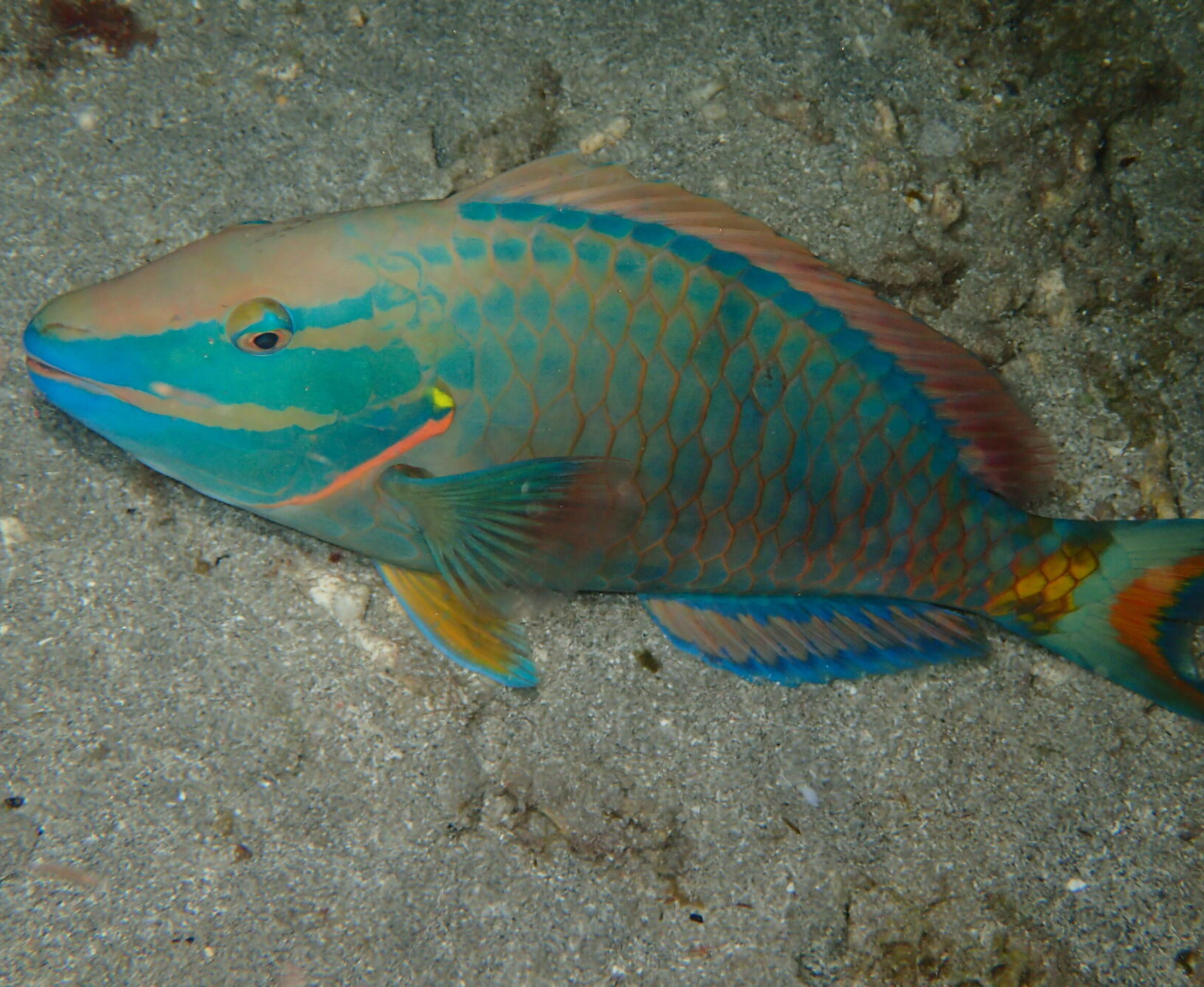 Parrotfish St. Lucia