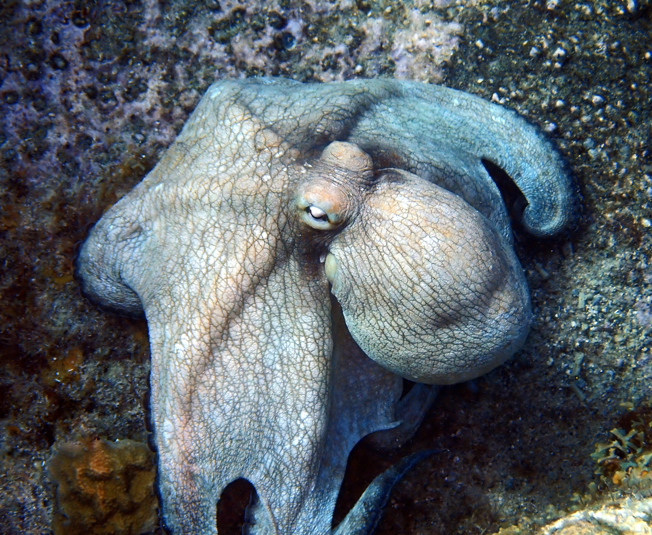 Octopus St. Lucia