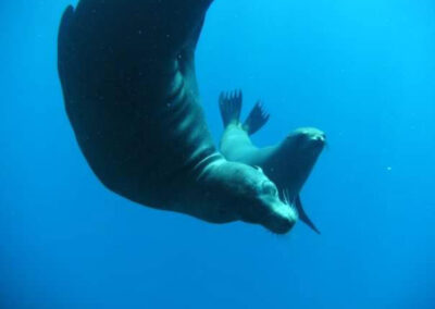 San Carlos Sea Lions