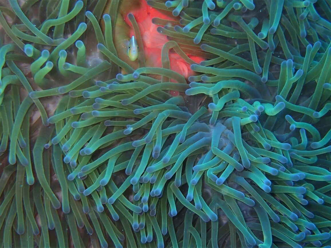 Australia Corals