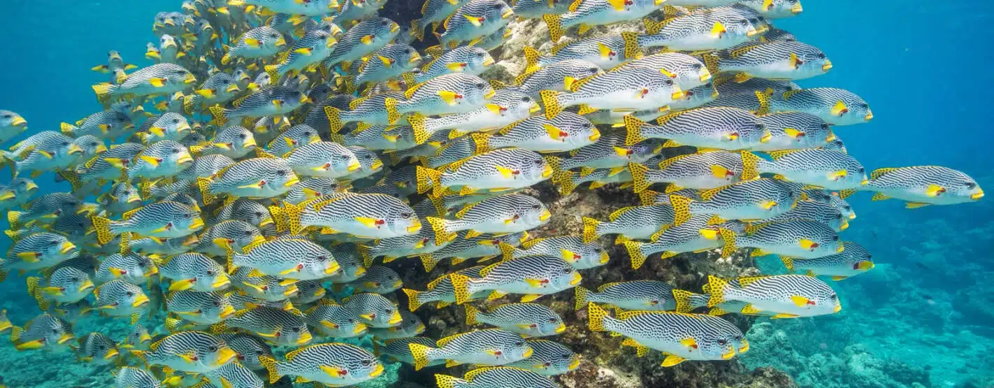 Australia Scuba Diving Trips | Diventures
