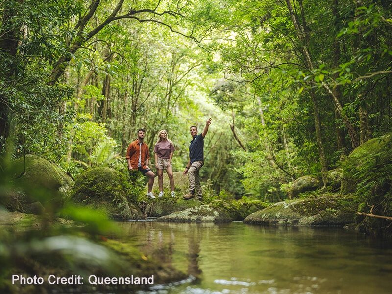 Daintree Rainforest Australia Daintree Rainforest Australia