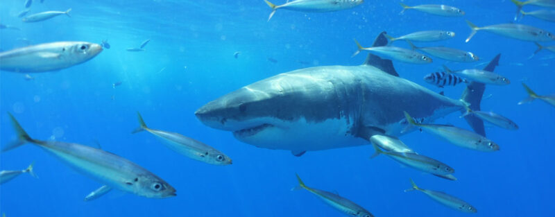 Sharks: The True Keepers of the Sea