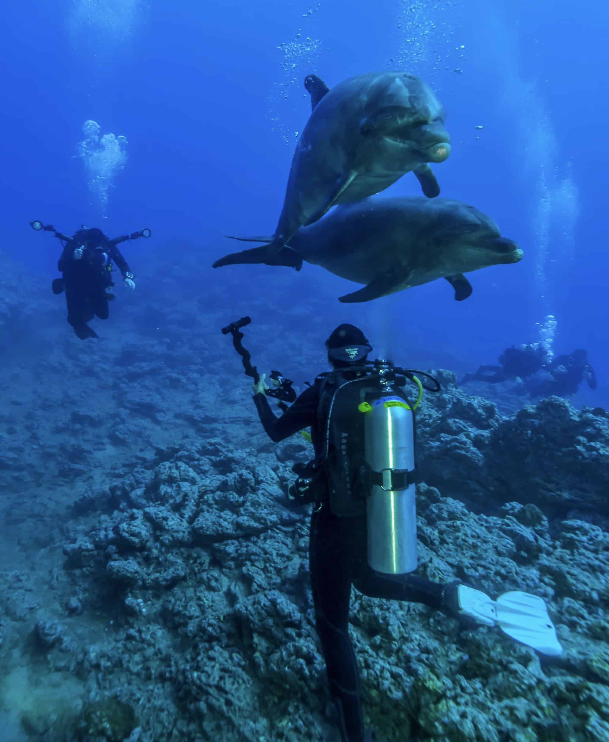 Dolphins in Socorro
