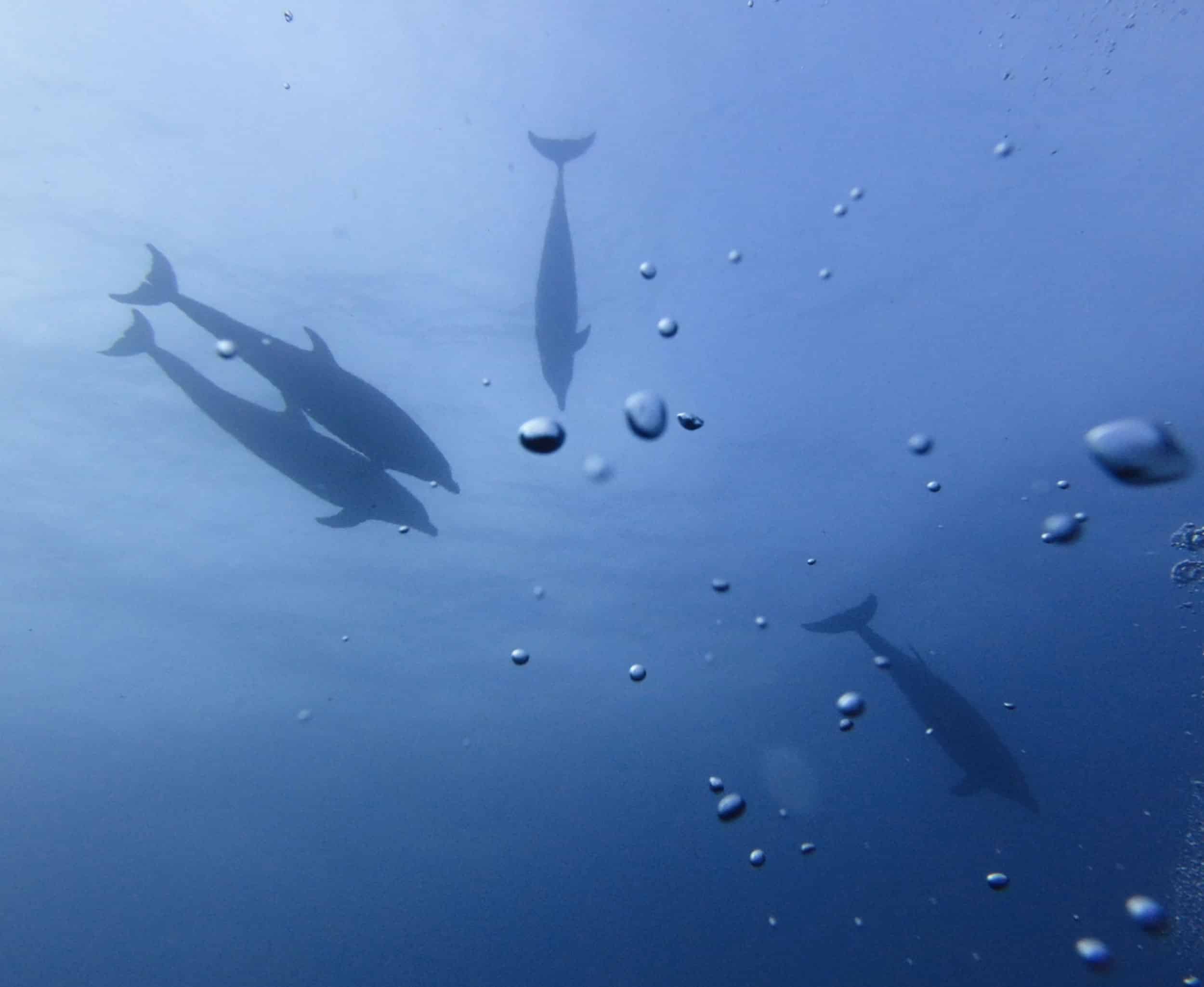 Dolphin in the Galápagos