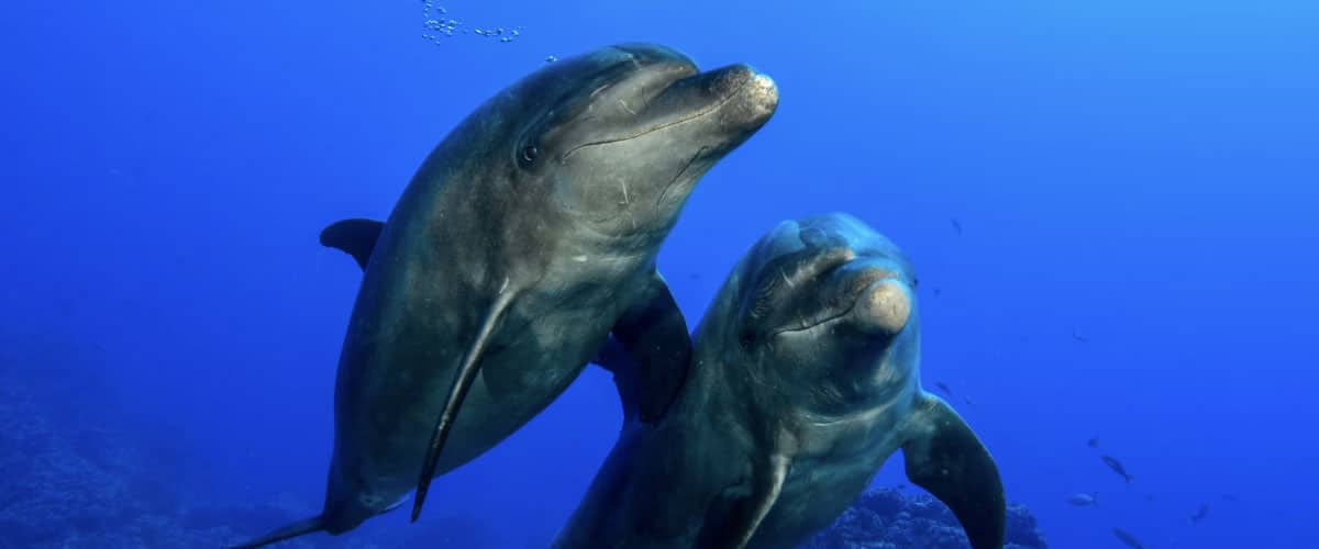 Scuba Diving with Dolphins