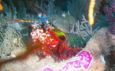 The Amazing Mantis Shrimp