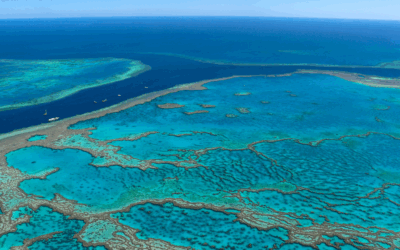 Discover the Four Types of Coral Reefs And Their Differences