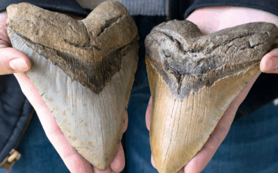 Scuba Diving for Megalodon Teeth: Tips, Tricks, and Adventure