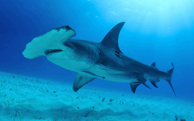 Meet the Hammerheads: Discover All 10 Species and Places to Dive With Them