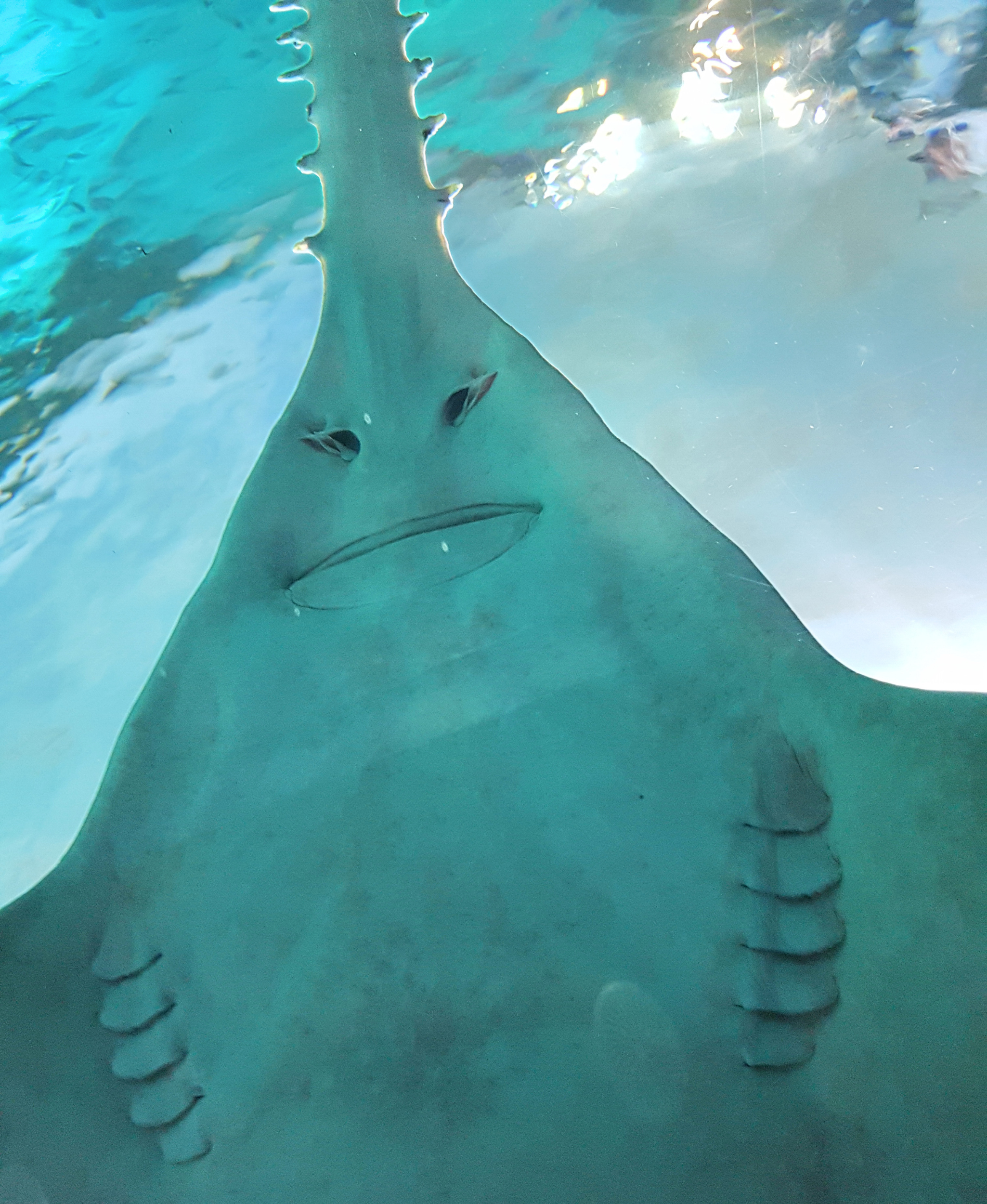 sawfish mouth and gills