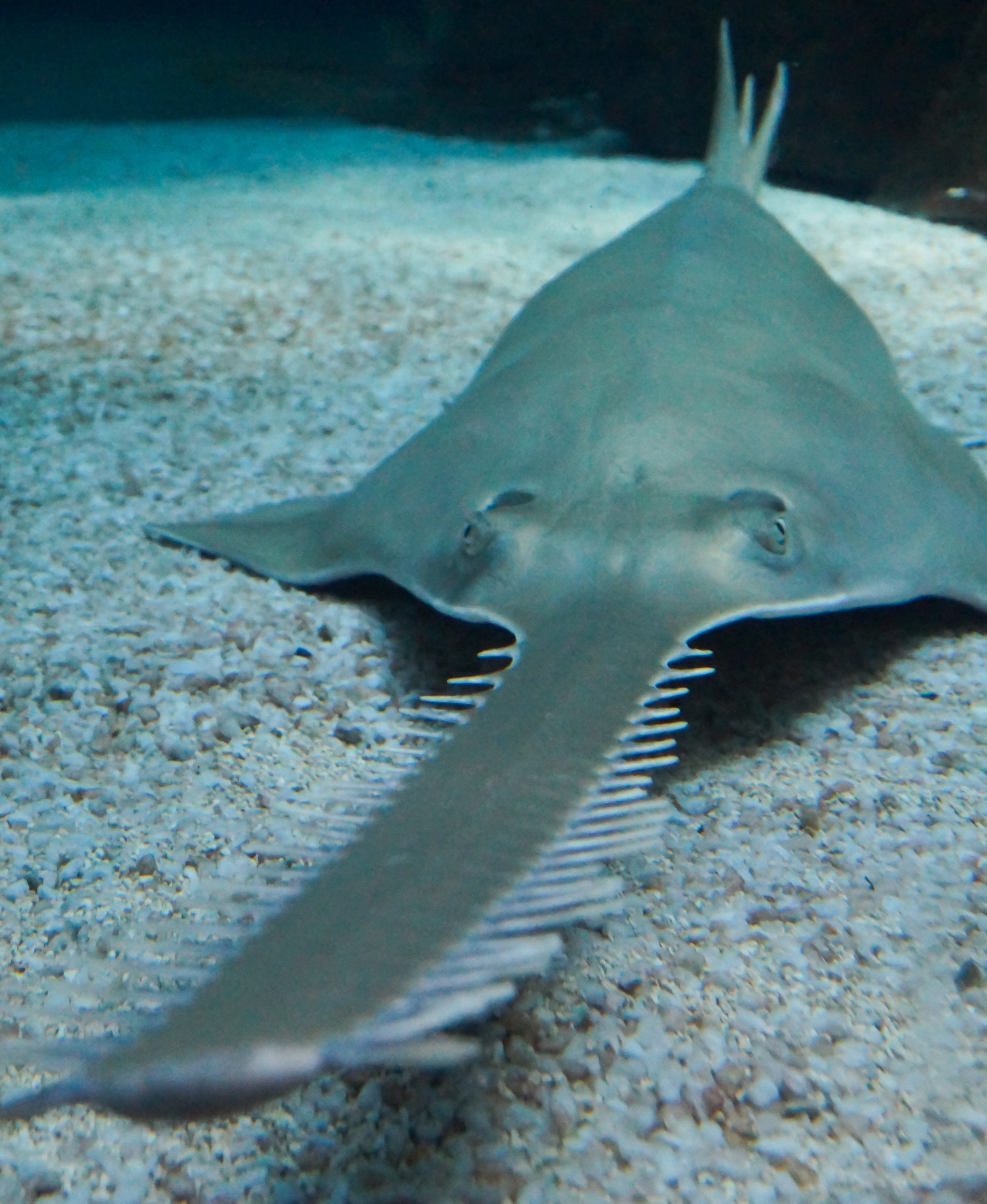 sawfish