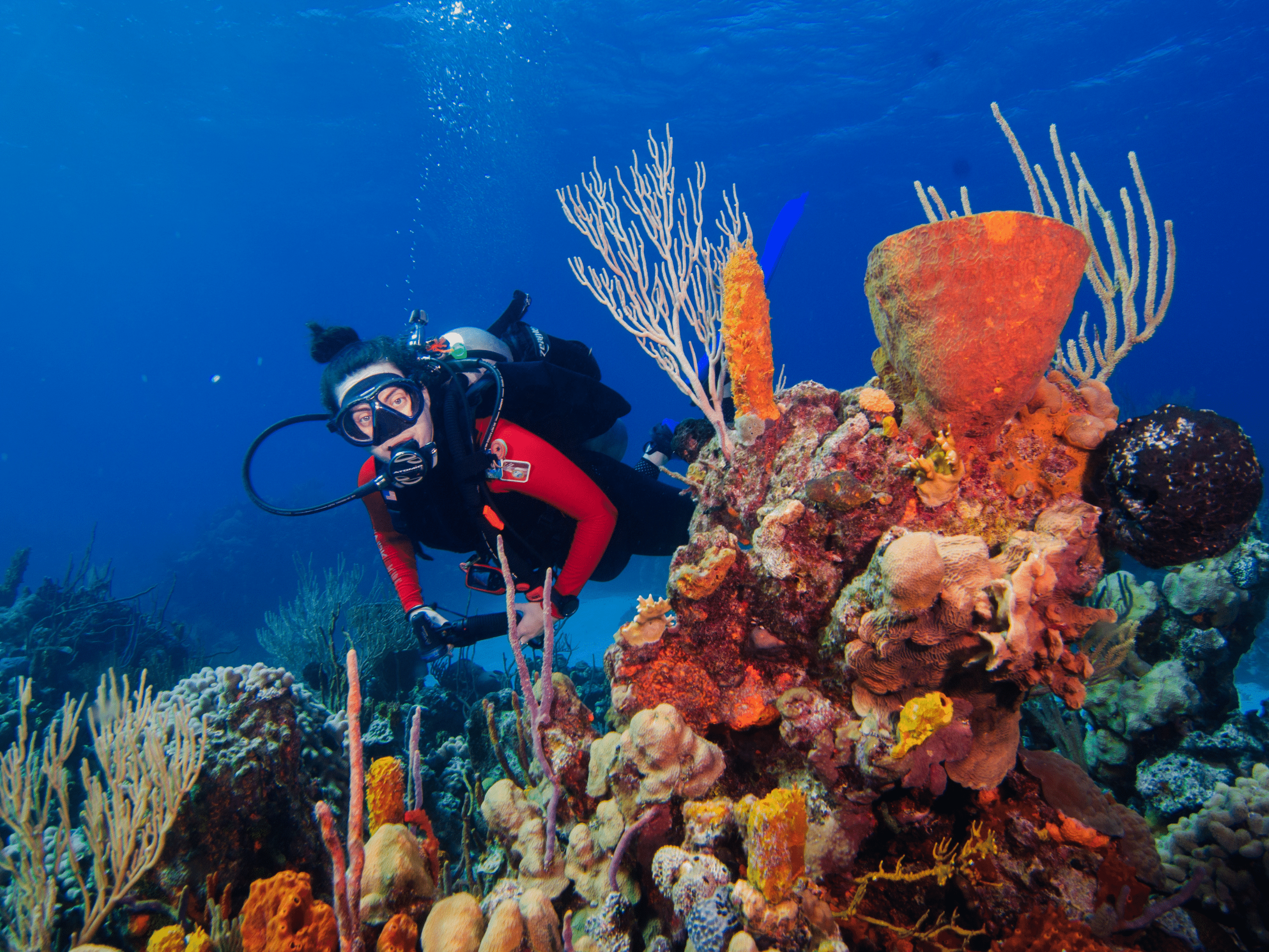 Bahamas Diver