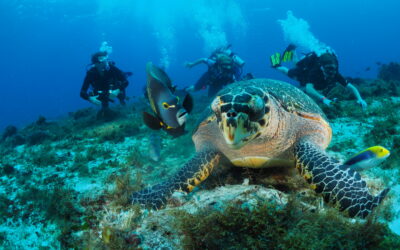Best Places to Dive in the Caribbean