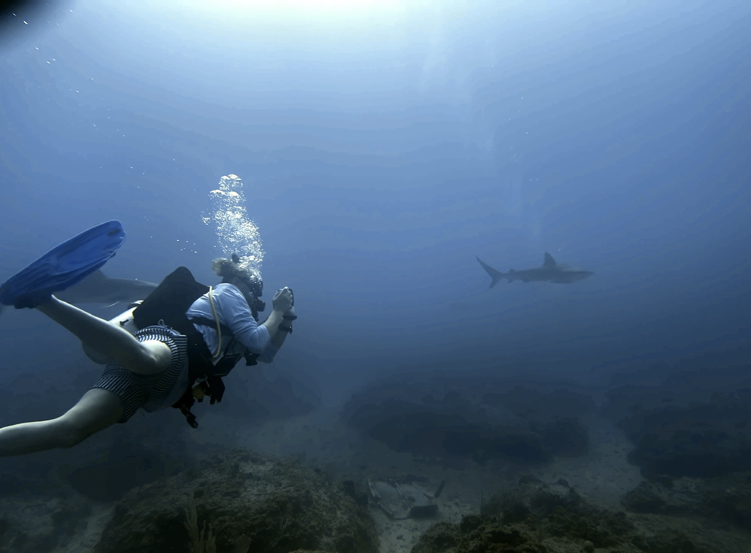 Sharks in the Bahamas