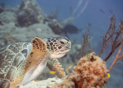 Turtle