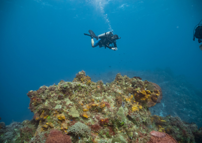 Cozumel Reef<br />
