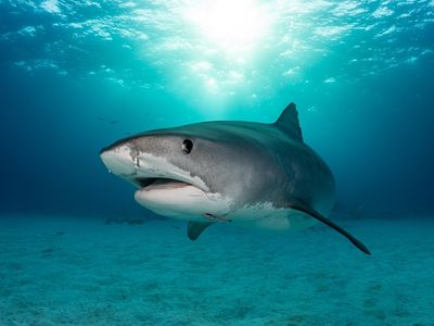 Bahamas Shark